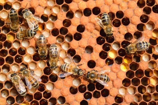 Fleißige Bienen auf der Bienenwabe im Bienenhaus — Stockfoto