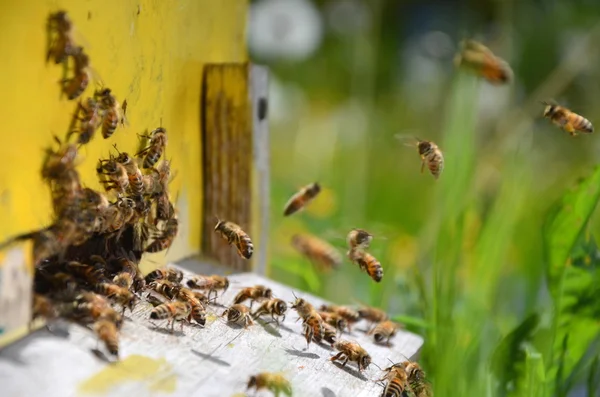 Upptagen bin återvänder med honung och pollen i bigården våren — Stockfoto