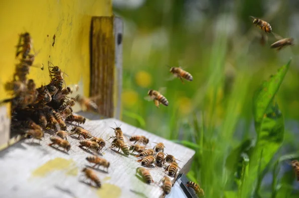 Abejas ocupadas que regresan con miel y polen en el colmenar en primavera —  Fotos de Stock