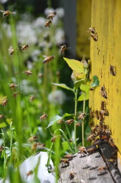 Upptagen bin återvänder med honung och pollen i bigården våren — Stockfoto