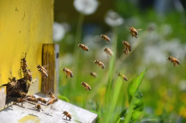 Drone bee Stock Photos, Royalty Free Drone bee Images | Depositphotos Drone bee Stock Photos, Royalty Free Drone bee Images | Depositphotos