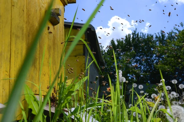 Abelhas ocupadas voltando com mel e pólen em apiário na primavera — Fotografia de Stock