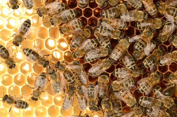 Abejas trabajadoras en panal en colmenar — Foto de Stock