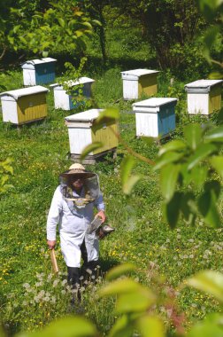 Arı kovanı ilkbaharda yapıyor deneyimli üst düzey apiarist