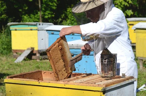 Apiculteur expérimenté découpant un morceau de nid d'abeille larvaire au rucher au printemps — Photo