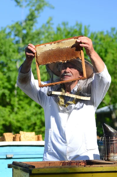 Erfarna senior apiarist klippa ut bit av larvaen honeycomb i bigården våren — Stockfoto