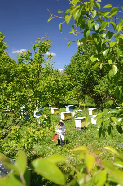 Apiarist sênior experiente que faz a inspeção no apiary na primavera — Fotografia de Stock