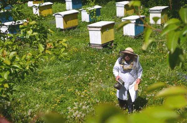 Apiarist sênior experiente que faz a inspeção no apiary na primavera — Fotografia de Stock