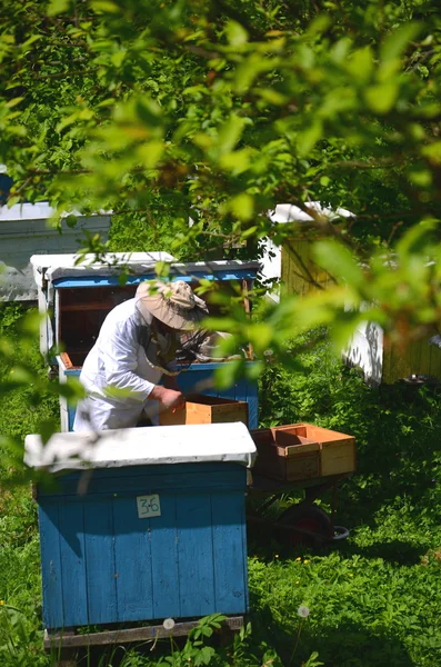 Apiarist sênior experiente que faz a inspeção no apiary na primavera — Fotografia de Stock