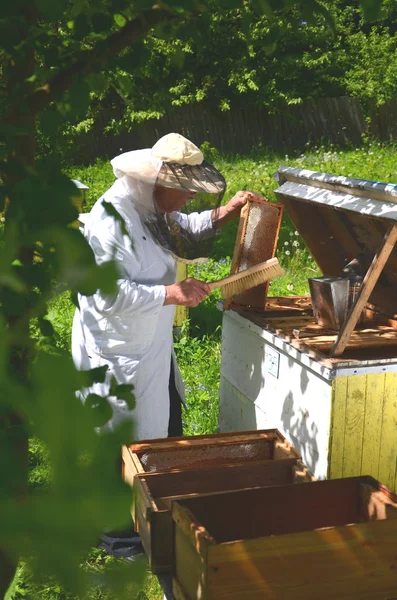 Esperto apiarista senior fare ispezione in apiario in primavera — Foto Stock