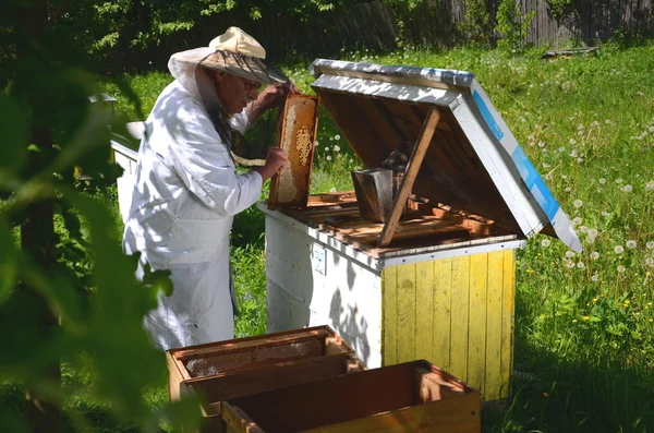 Apiarist sênior experiente que faz a inspeção no apiary na primavera — Fotografia de Stock