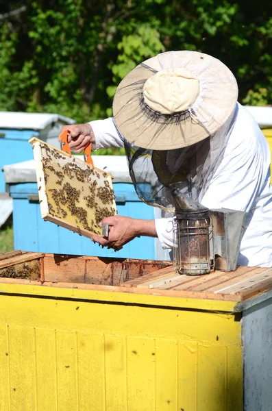 経験豊富なシニア養蜂家の養蜂場の春の検査を行う — ストック写真