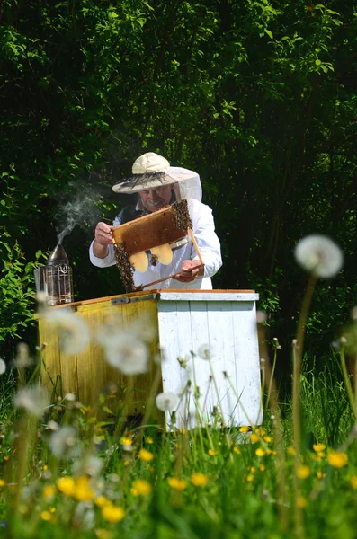 Ervaren senior apiarist maken van inspectie in de bijenteelt in de lente — Stockfoto