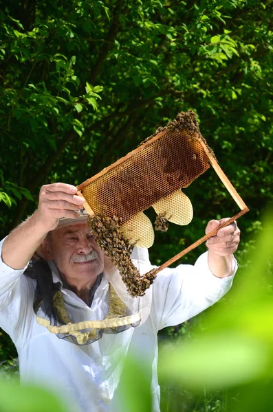 Esperto apiarista senior fare ispezione in apiario in primavera — Foto Stock