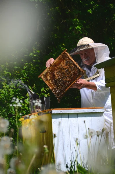 Ervaren senior apiarist maken van inspectie in de bijenteelt in de lente — Stockfoto