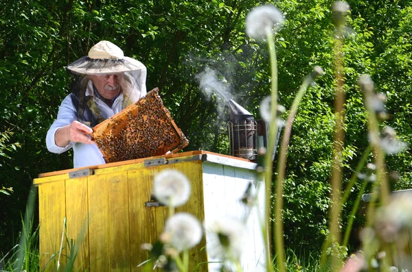 Esperto apiarista senior fare ispezione in apiario in primavera — Foto Stock