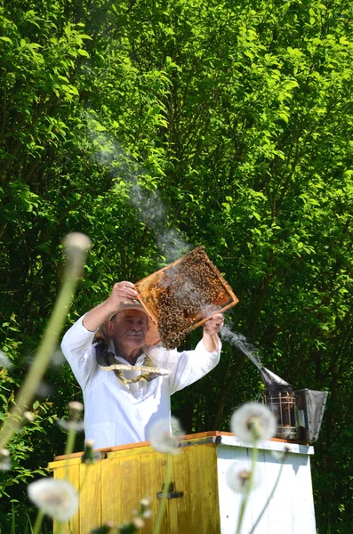 Erfarna senior apiarist att göra inspektion i bigården våren — Stockfoto
