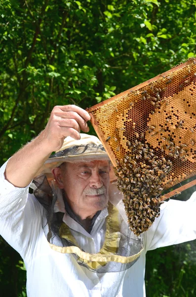 Erfarna senior apiarist att göra inspektion i bigården våren — Stockfoto