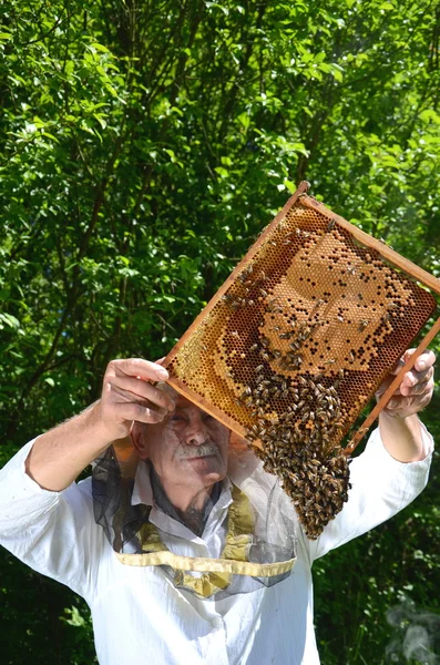 経験豊富なシニア養蜂家の養蜂場の春の検査を行う — ストック写真
