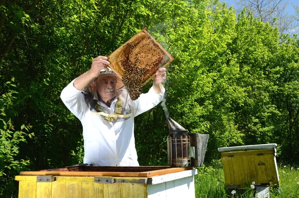 Arı kovanı ilkbaharda yapıyor deneyimli üst düzey apiarist
