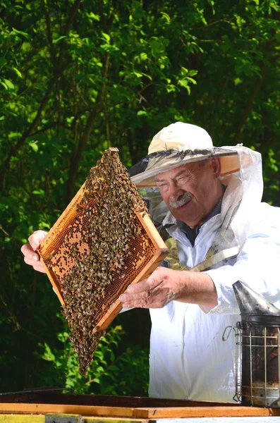 Inspección experimentada de la fabricación del apiarist mayor en apiary en la primavera —  Fotos de Stock