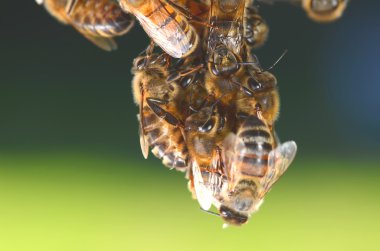 Arılar hanginng petek üzerinde closeup