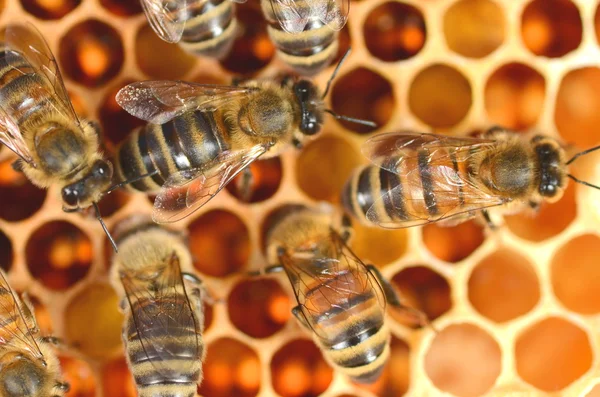 Närbild av flitiga bin på honeycomb — Stockfoto