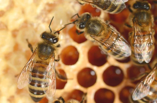 Närbild av flitiga bin på honeycomb — Stockfoto