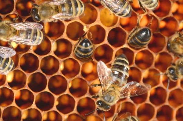 Närbild av flitiga bin på honeycomb — Stockfoto