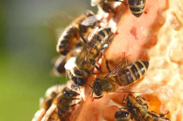 Gros plan d'abeilles laborieuses sur nid d'abeille — Photo
