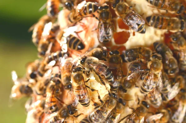 Крупный план трудолюбивых пчел на сотах — стоковое фото