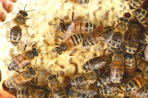 Närbild av flitiga bin på honeycomb — Stockfoto