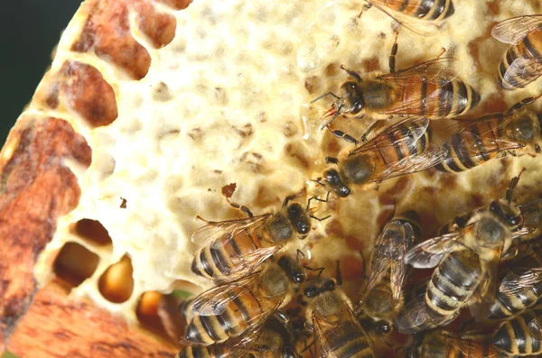 Närbild av flitiga bin på honeycomb — Stockfoto