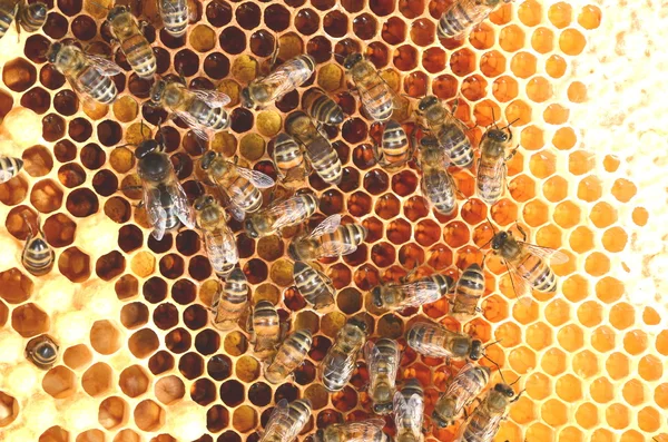 Abejas trabajadoras en panal — Foto de Stock