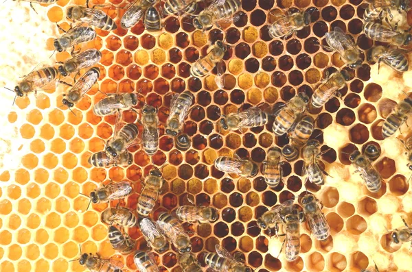 Flitiga bin på honeycomb — Stockfoto