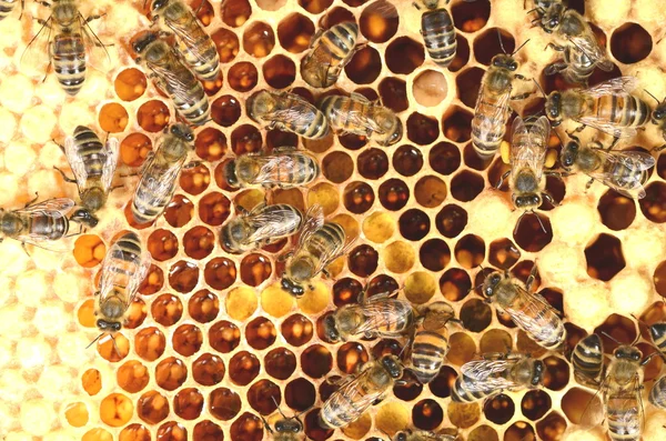 Fleißige Bienen auf der Wabe — Stockfoto