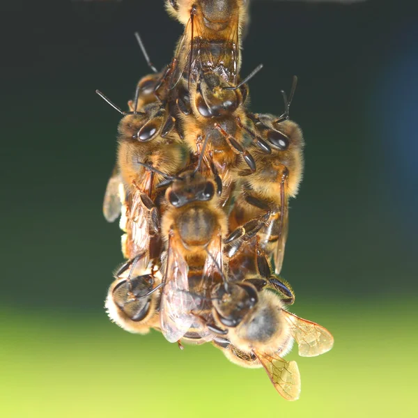 Närbild av bin hanginng på honeycomb — Stockfoto