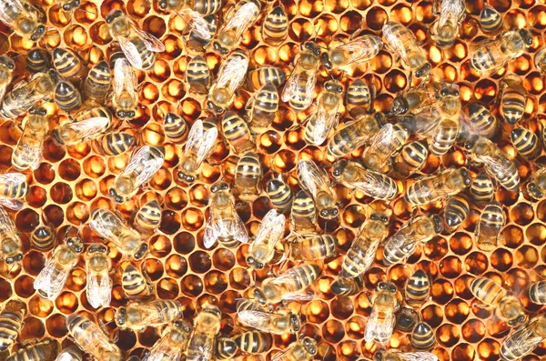 Abelhas trabalhadoras em favo de mel — Fotografia de Stock