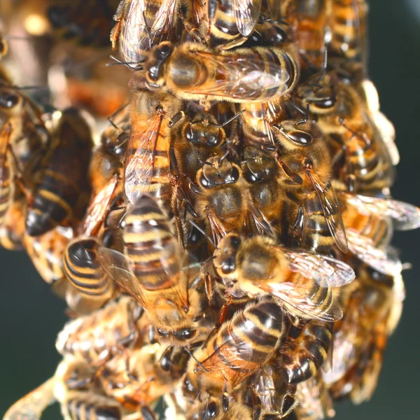 Крупный план пчел, висящих на сотах — стоковое фото