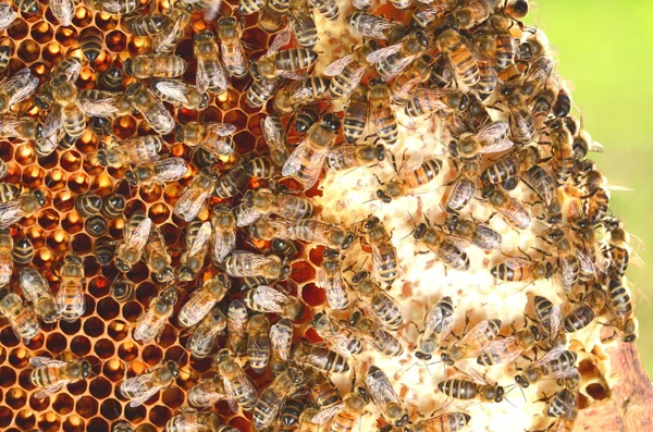 Hardwerkende bijen op de honingraat — Stockfoto