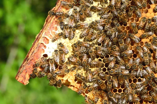 Abeilles laborieuses en nid d'abeille — Photo