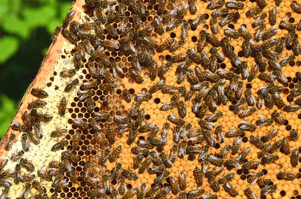 勤劳的蜜蜂在蜂窝上 — 图库照片