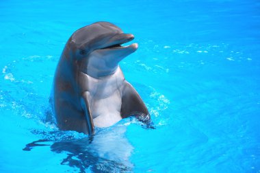 Yunus Loro Parque Puerto de la Cruz'da Tenerife içinde gülümseyen