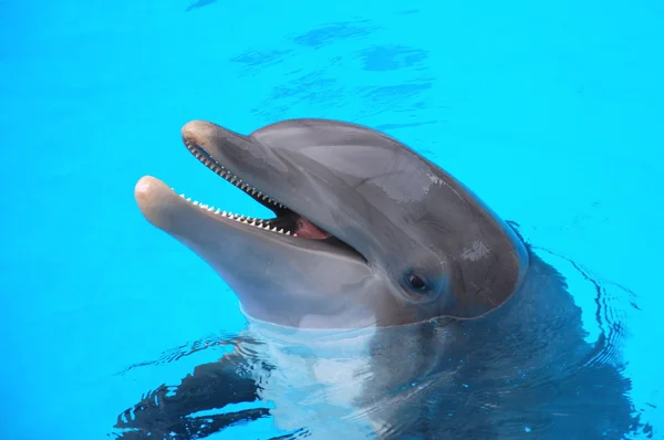 Lächelnder Delfin im Loro Parque in puerto de la cruz auf Teneriffa — Stockfoto