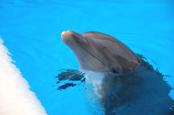 Uśmiechający się delfinów w Loro Parque w Puerto de la Cruz na Teneryfie — Zdjęcie stockowe