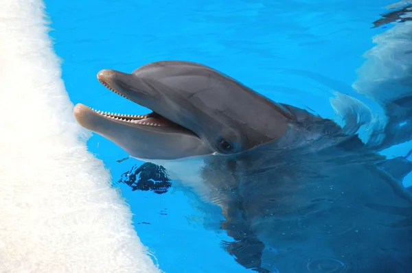 Lächelnder Delfin im Loro Parque in puerto de la cruz auf Teneriffa — Stockfoto