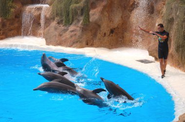 Dolphin show in Loro Park in Puerto de la Cruz on Tenerife. clipart