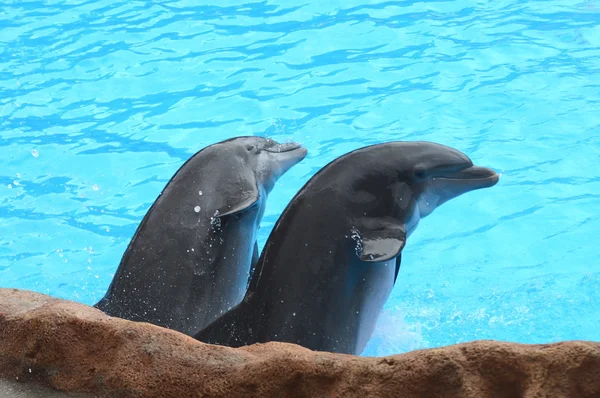 Smiling dolphins in Loro Parque in Puerto de la Cruz on Tenerife — Zdjęcie stockowe