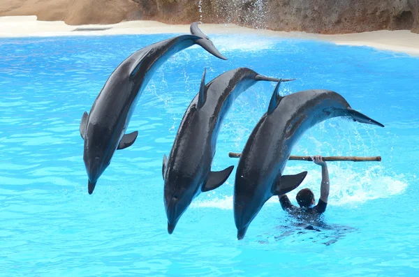 Dolphin show in Loro Park in Puerto de la Cruz on Tenerife. — Zdjęcie stockowe