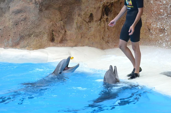 Dolphin show in Loro Park in Puerto de la Cruz on Tenerife. — Zdjęcie stockowe